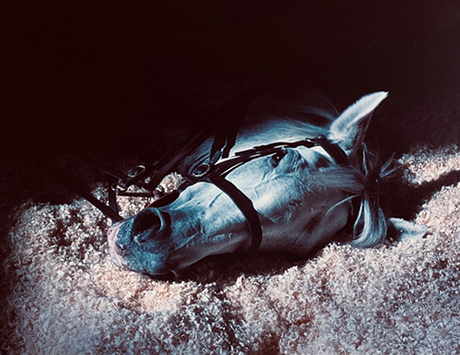 duetart - Charlotte Dumas, Robert Devriendt, Hellen Van Meene